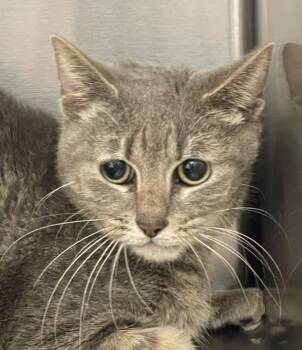 Domestic Short Hair Cats Available for Adoption - Doctor Who | PetCurious