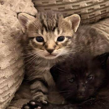 Domestic Short Hair Cats Available for Adoption in Tampa, Florida - Oikos | PetCurious