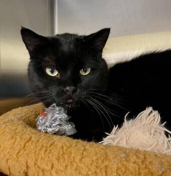 Vaughn -  Domestic Short Hair Cat for Adoption in Fargo, North Dakota - Vaughn | PetCurious