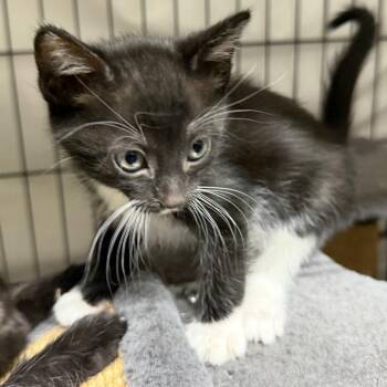 Domestic Short Hair Cats Available for Adoption in Gainesville, Florida - Trix | PetCurious