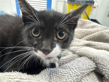 Allie -  Domestic Short Hair Cat for Adoption in Milltown, New Jersey - Allie | PetCurious