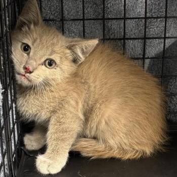 Domestic Short Hair Cats Available for Adoption in Pasadena, California - Lysander | PetCurious