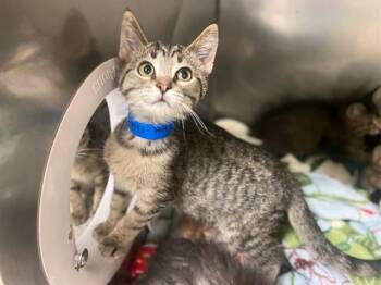 FRITZ -  Domestic Short Hair Cat for Adoption in Fort Wayne, Indiana - FRITZ | PetCurious