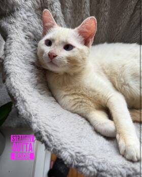 Rescue Domestic Short Hair Cats for Adoption in Vancouver, British Columbia - Martini | PetCurious