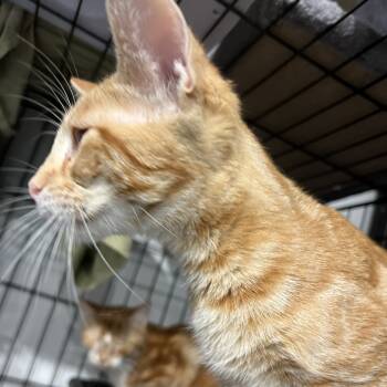 Rescue American Shorthair Cats for Adoption in Aledo, Texas - Cheese | PetCurious