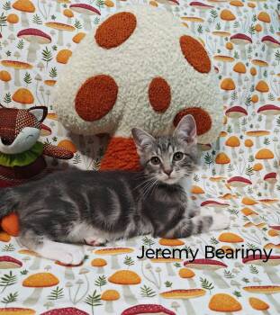 Jeremy Bearimy -  Domestic Short Hair Cat for Adoption in Topeka, Kansas - Jeremy Bearimy | PetCurious