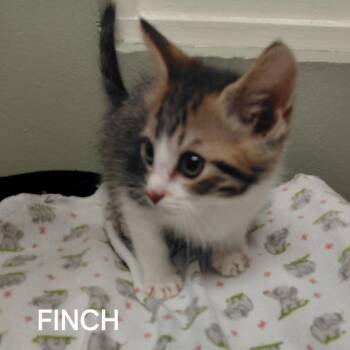Domestic Short Hair Cats Available for Adoption in Middlebury, Vermont - Finch | PetCurious