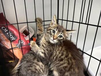 CLARA BARTON -  Domestic Long Hair Cat for Adoption in Antioch, California - CLARA BARTON | PetCurious