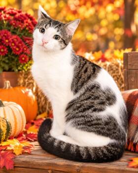 Mullet -  Domestic Short Hair Cat for Adoption in Johnston, Rhode Island - Mullet | PetCurious