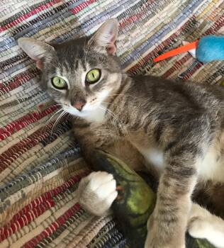 Rescue Domestic Short Hair and Dilute Tortoiseshell Cats for Adoption in Memphis, Tennessee - Mandy | PetCurious