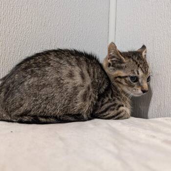 Bianca -  Domestic Short Hair Cat for Adoption in Tampa, Florida - Bianca | PetCurious