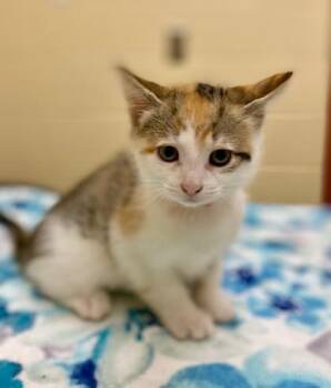Milk and Cookies -  Domestic Short Hair Cat for Adoption in Westland, Michigan - Milk And Cookies | PetCurious
