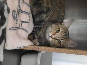 Rescue Domestic Short Hair Cats for Adoption in Mission Viejo, California - Ollay | PetCurious