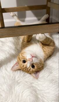 Goldie -  Domestic Short Hair Cat for Adoption in Charlotte, North Carolina - Goldie | PetCurious