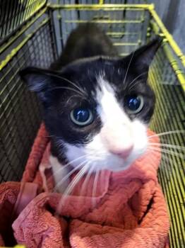 THEODORE -  Domestic Short Hair Cat for Adoption in San Antonio, Texas - THEODORE | PetCurious