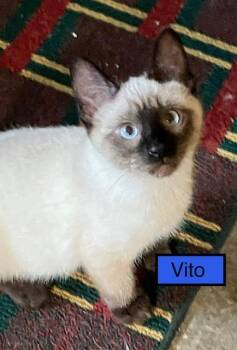 Siamese Cats Available for Adoption in Zimmerman, Minnesota - Vito | PetCurious