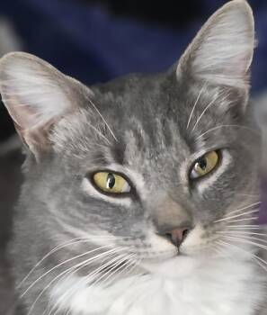 Domestic Medium Hair Cats Available for Adoption in Southbury, Connecticut - BUBBLES | PetCurious