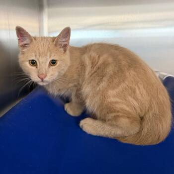 Wybie -  Domestic Short Hair Cat for Adoption in Spanish Fork, Utah - Wybie | PetCurious
