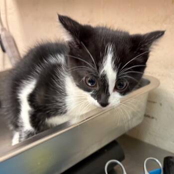 Domestic Short Hair Cats Available for Adoption in Birmingham, Alabama - Sarabi | PetCurious