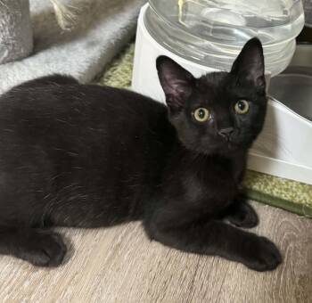 Chicken Wing -  Domestic Short Hair Cat for Adoption in Tucson, Arizona - Chicken Wing | PetCurious