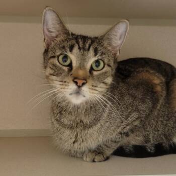 Domestic Short Hair Cats Available for Adoption in Wheeling, Illinois - Chevelle | PetCurious