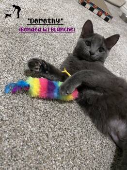 Dorothy (Bonded w/Blanche) -  Domestic Short Hair Cat for Adoption in Centerville, Utah - Dorothy (Bonded W/Blanche) | PetCurious