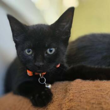 Adelelaid -  Domestic Short Hair Cat for Adoption in Veneta, Oregon - Adelelaid | PetCurious