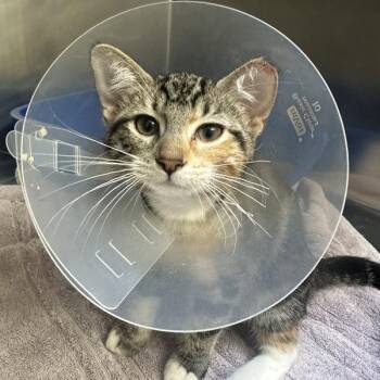 Minorca -  Domestic Short Hair Cat for Adoption in Walnut Creek, California - Minorca | PetCurious