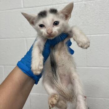 Lida Bida -  Domestic Short Hair Cat for Adoption in Edinburg, Texas - Lida Bida | PetCurious