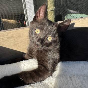 Tegi - male kitten -  Domestic Medium Hair Cat Available for Adoption in Los Altos, California - Tegi - Male Kitten | PetCurious