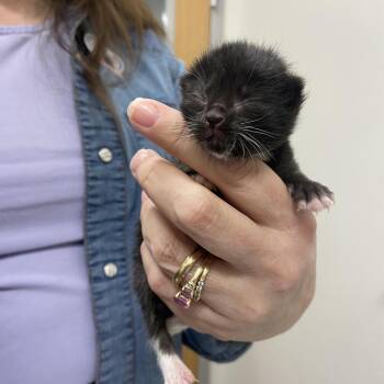 Morning Glory -  Domestic Medium Hair Cat for Adoption in Chattanooga, Tennessee - Morning Glory | PetCurious