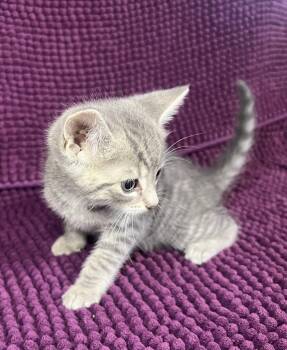 Eli -  Domestic Short Hair Cat Available for Adoption in Hammond, Louisiana - Eli | PetCurious