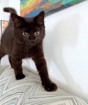ROUX - Foodie Litter (and siblings) -  Domestic Medium Hair Cat for Adoption in Hillsboro, Oregon - ROUX - Foodie Litter (and Siblings) | PetCurious