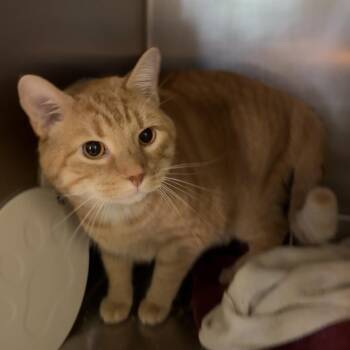 Joker -  Domestic Short Hair Cat for Adoption in Baltimore, Maryland - Joker | PetCurious