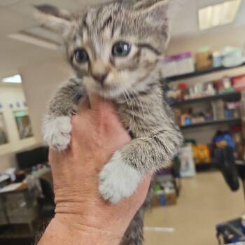 SCFL-Stray-66342_2_3_4 -  Domestic Short Hair Cat Available for Adoption in Lake Panasoffkee, Florida - SCFL-Stray-66342_2_3_4 | PetCurious