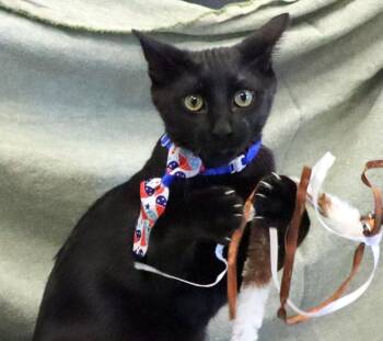 Toulouse -  Domestic Short Hair Cat for Adoption in Lake City, Arkansas - Toulouse | PetCurious