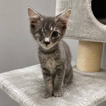 Minion -  Domestic Medium Hair Cat for Adoption in Antioch, California - Minion | PetCurious