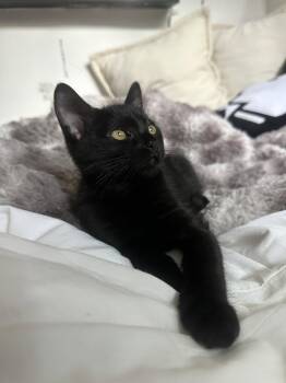 Dory -  Domestic Short Hair Cat for Adoption in Los Angeles, California - Dory | PetCurious