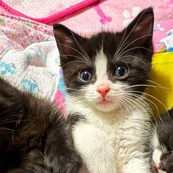 Dinson -  Domestic Short Hair Cat Available for Adoption in Saginaw, Michigan - Dinson | PetCurious