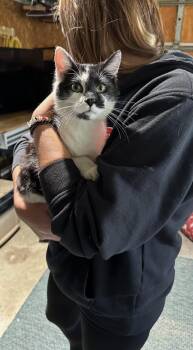 Houdini -  Domestic Short Hair Cat for Adoption in Monticello, Indiana - Houdini | PetCurious