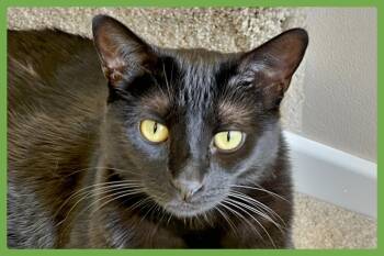 Gwynnie -  Domestic Short Hair Cat for Adoption in Amherst, Massachusetts - Gwynnie | PetCurious