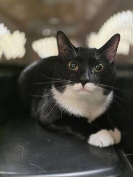 Domestic Short Hair Cats Available for Adoption - THE BIG APPLE | PetCurious