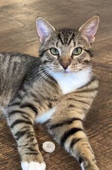 Rescue Domestic Short Hair and Tabby Cats for Adoption in Brierfield, Alabama - Rocco | PetCurious