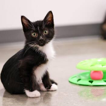 **Cat Cafe** Myron -  Domestic Short Hair Cat Available for Adoption in Topeka, Kansas - **Cat Cafe** Myron | PetCurious