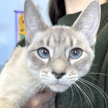 Siamese Cats Available for Adoption - March | PetCurious