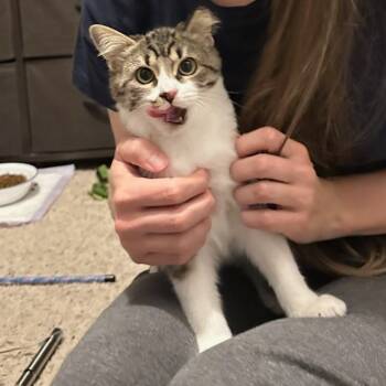 Rescue Domestic Short Hair Cats for Adoption in Salt Lake City, Utah - Goblin | PetCurious