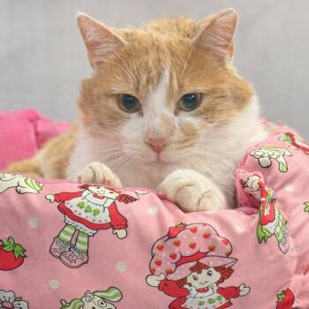Fred ARC2025-505 -  Domestic Short Hair Cat for Adoption in Akron, New York - Fred ARC2025-505 | PetCurious