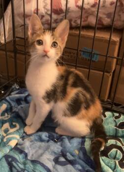 Trout -  Calico Cat for Adoption in Henderson, Nevada - Trout | PetCurious