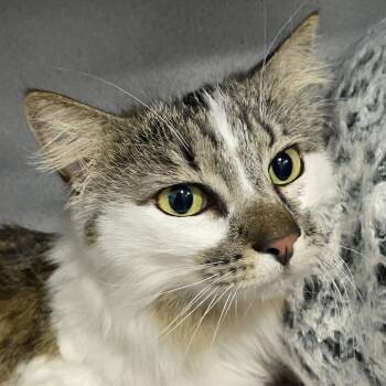 Domestic Medium Hair Cats Available for Adoption in Sheridan, Wyoming - Marcella | PetCurious