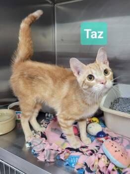 Taz -  Domestic Short Hair Cat for Adoption in Richmond, Indiana - Taz | PetCurious